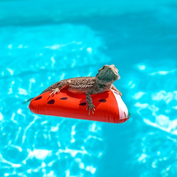 Meet your Posher, Peggy - Picture 1 of 1